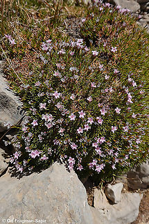 Acantholimon ulicinum  Acantholimon ulicinum,Geotagged,Summer