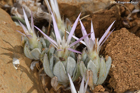 Siebera nana  Geotagged,Siebera nana,Summer