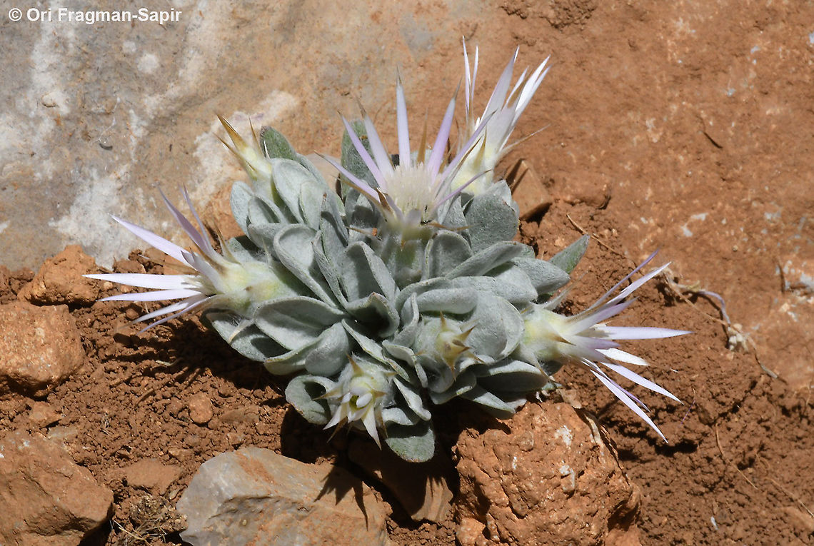 Siebera nana  Geotagged,Siebera nana,Summer