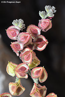 Mattiastrum lithospermifolium  Geotagged,Mattiastrum lithospermifolium,Summer