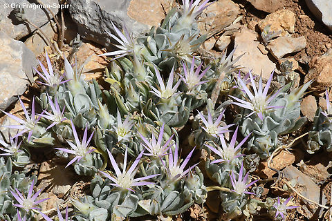 Siebera nana  Geotagged,Siebera nana,Summer