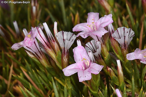Acantholimon ulicinum  Acantholimon ulicinum,Geotagged,Summer
