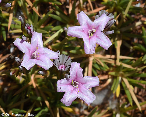 Acantholimon ulicinum  Acantholimon ulicinum,Geotagged,Summer