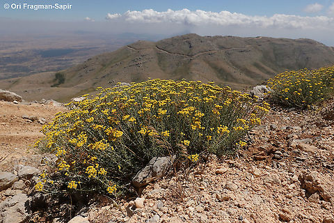 Achillea falcata  Achillea falcata,Geotagged,Summer