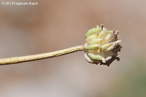 Ranunculus demissus  Geotagged,Ranunculus demissus,Snow Buttercup,Summer