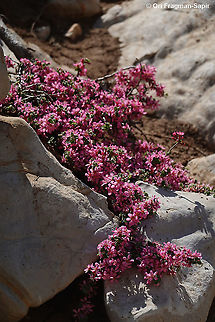 Prunus prostrata  Geotagged,Mountain Cherry,Prunus prostrata,Summer