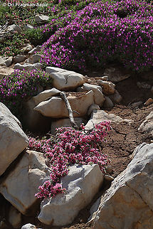 Prunus prostrata  Geotagged,Mountain Cherry,Prunus prostrata,Summer