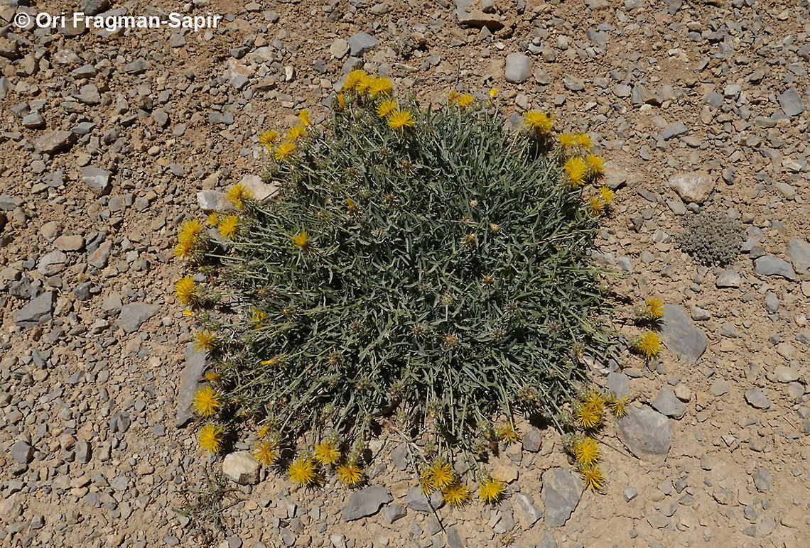 Centaurea drabifolia ssp. libanotica  Centaurea drabifolia,Geotagged,Summer
