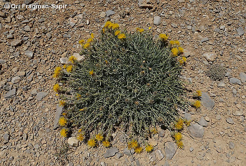 Centaurea drabifolia ssp. libanotica  Centaurea drabifolia,Geotagged,Summer