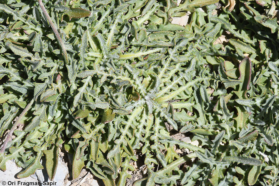 Scorzonera meyeri  Geotagged,Scorzonera meyeri,Summer