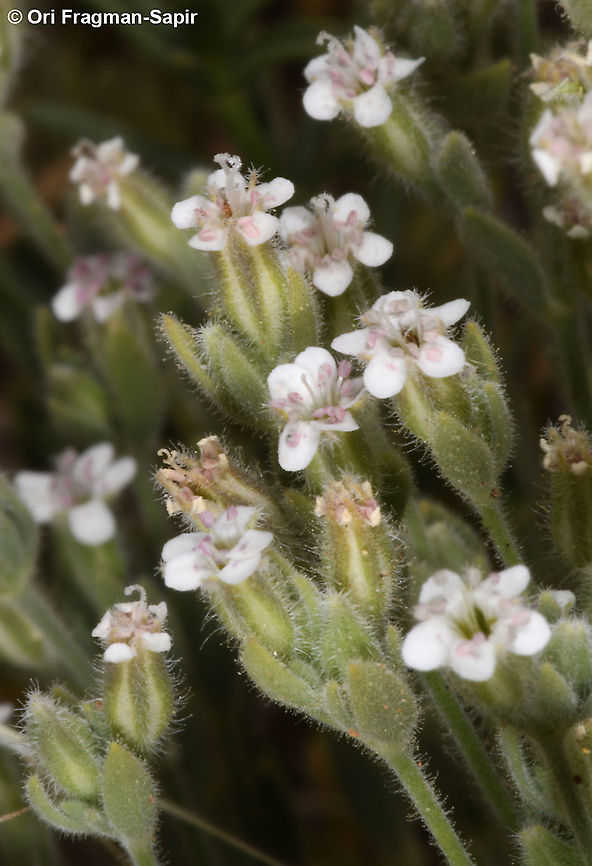 Bolanthus hirsutus  Bolanthus hirsutus