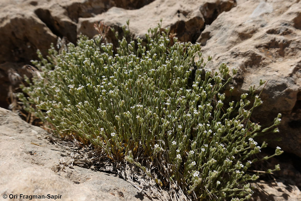 Bolanthus hirsutus  Bolanthus hirsutus,Geotagged,Summer