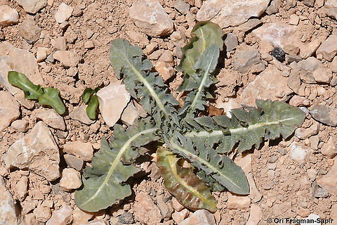 Taraxacum syriacum  Geotagged,Summer,Taraxacum syriacum