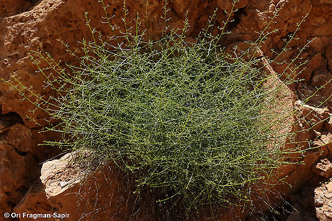 Scrophularia peyronii  Geotagged,Scrophularia peyronii,Summer