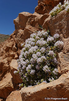 Ziziphora clinopodioides  Geotagged,Summer,Ziziphora clinopodioides