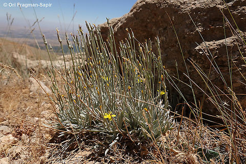 Scorzonera rigida  Geotagged,Scorzonera rigida,Summer