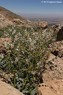 Salvia microstegia  Geotagged,Salvia microstegia,Summer