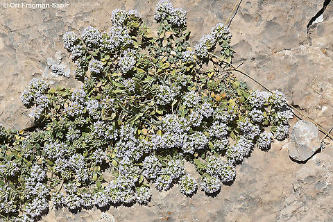 Ziziphora clinopodioides  Geotagged,Summer,Ziziphora clinopodioides