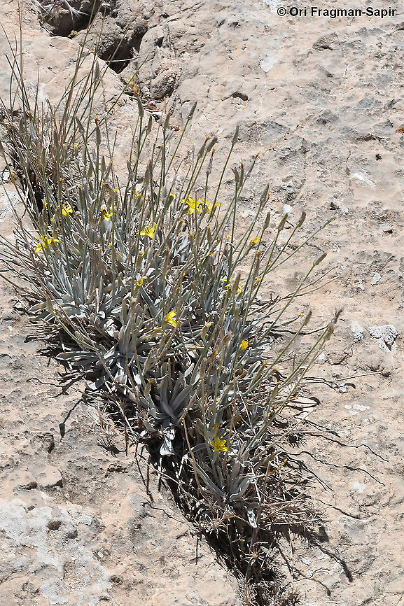 Scorzonera rigida  Geotagged,Scorzonera rigida,Summer