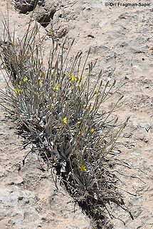 Scorzonera rigida  Geotagged,Scorzonera rigida,Summer