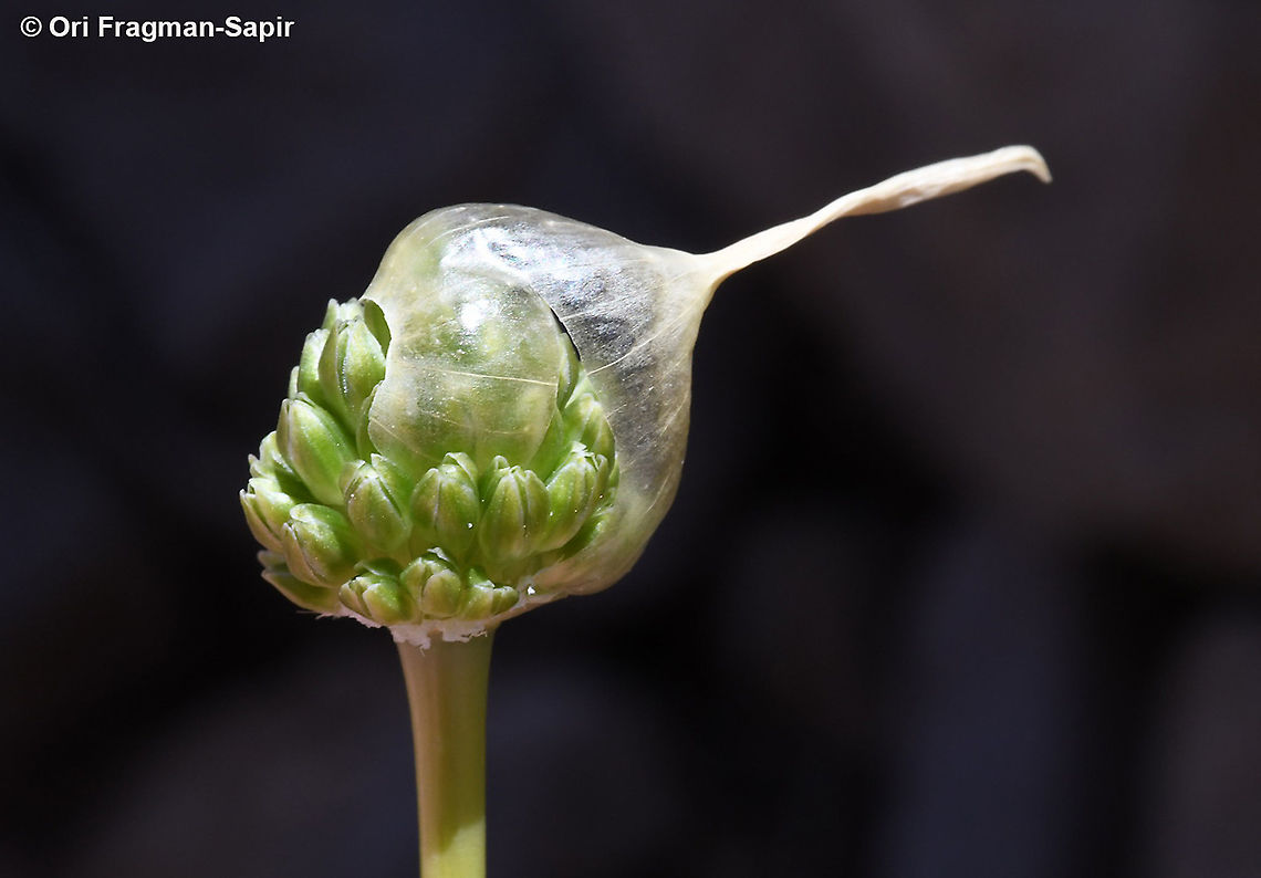 Allium pseudocalyptratum  Allium pseudocalyptratum,Geotagged,Summer