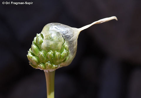 Allium pseudocalyptratum