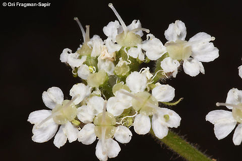 Heracleum humile  Geotagged,Heracleum humile,Summer