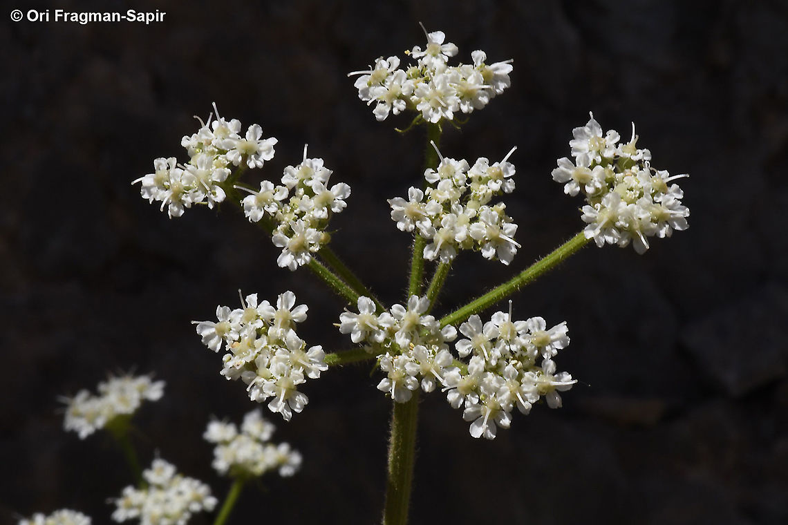 Heracleum humile  Geotagged,Heracleum humile,Summer