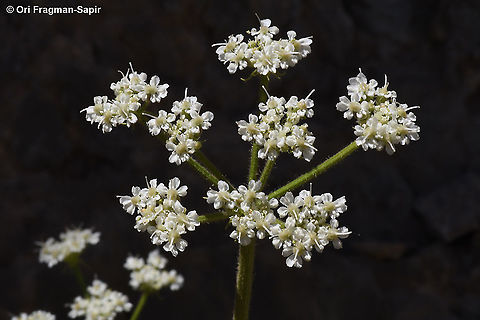 Heracleum humile  Geotagged,Heracleum humile,Summer
