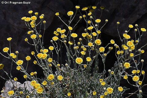 Tanacetum densum  Geotagged,Partridge-Feather,Summer,Tanacetum densum