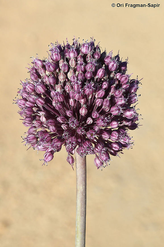 Allium ampeloprasum  Allium ampeloprasum,Geotagged,Spring,Wild leek