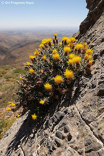 Centaurea drabifolia