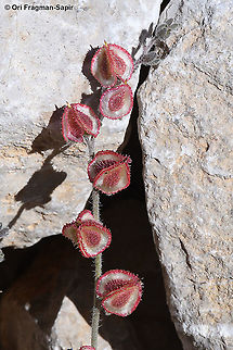 Mattiastrum lithospermifolium  Geotagged,Mattiastrum lithospermifolium,Summer