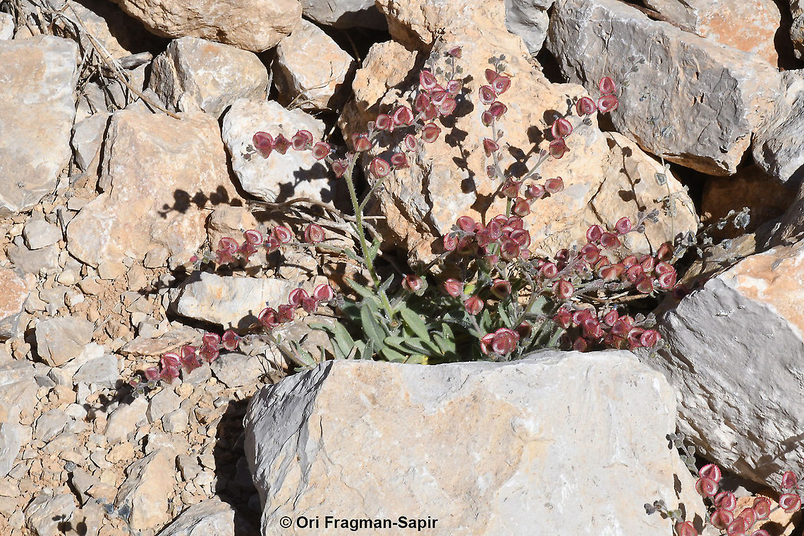 Mattiastrum lithospermifolium  Geotagged,Mattiastrum lithospermifolium,Summer