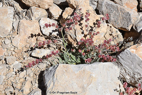Mattiastrum lithospermifolium  Geotagged,Mattiastrum lithospermifolium,Summer