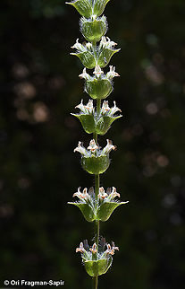 Sideritis perfoliata  Geotagged,Sideritis perfoliata,Spring