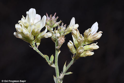 Medicago falcata  Geotagged,Medicago falcata,Spring