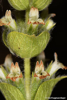 Sideritis perfoliata  Sideritis perfoliata