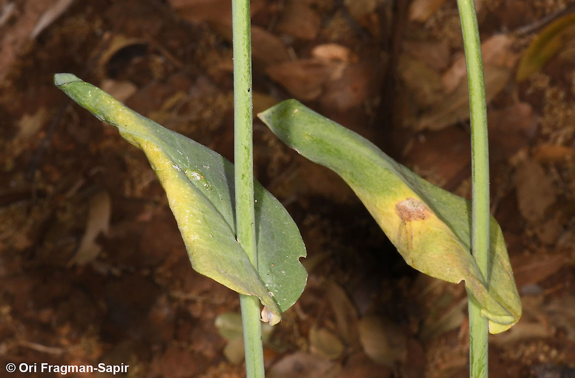 Turritis laxa  Geotagged,Spring,Turritis laxa