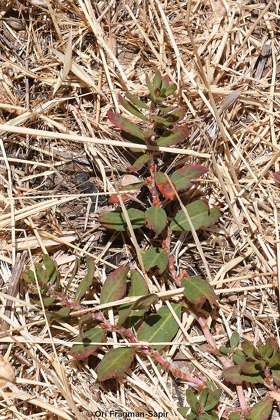 Polygonum cognatum  Geotagged,Indian Knotgrass,Polygonum cognatum,Spring