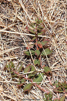 Polygonum cognatum  Geotagged,Indian Knotgrass,Polygonum cognatum,Spring