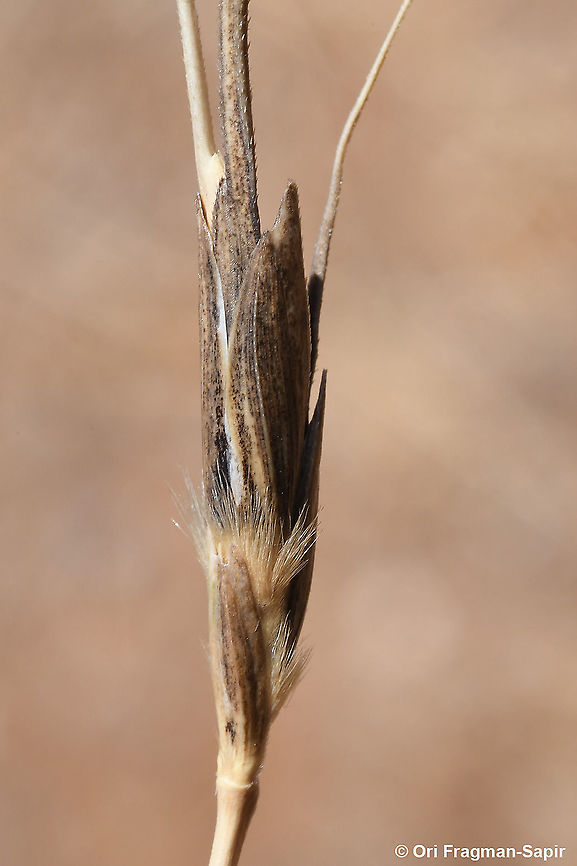 Triticum dicoccoides  Emmer wheat,Geotagged,Spring,Triticum dicoccum