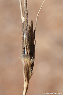 Triticum dicoccoides  Emmer wheat,Geotagged,Spring,Triticum dicoccum