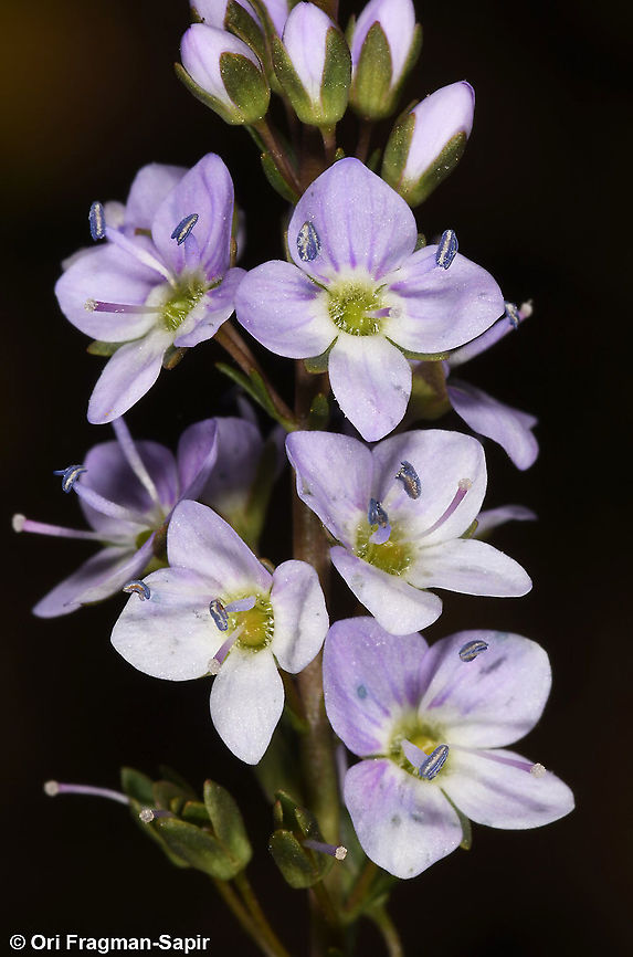 Veronica lysimachioides  Veronica lysimachioides