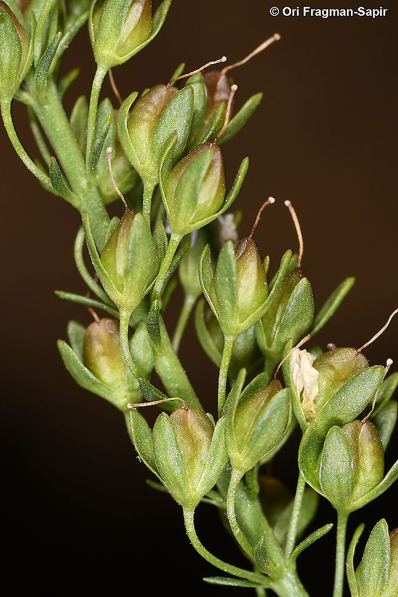 Veronica lysimachioides  Geotagged,Spring,Veronica lysimachioides