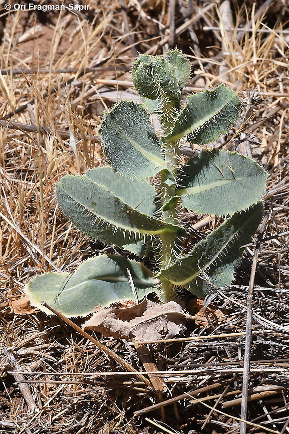 Lactuca aculeata  Geotagged,Lactuca aculeata,Spring