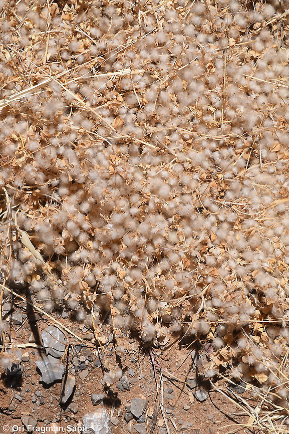 Trifolium pilulare  Geotagged,Spring,Trifolium pilulare