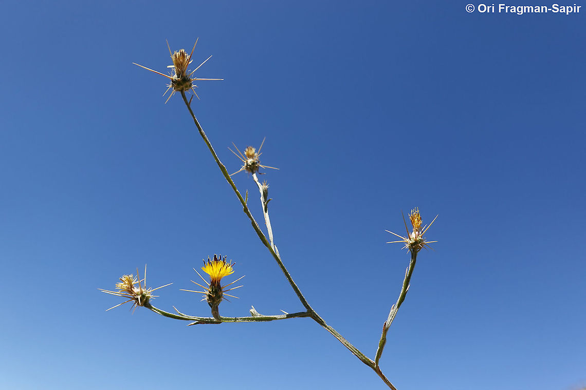 Centaurea solstitialis  Centaurea solstitialis,Geotagged,Spring,Yellow star-thistle