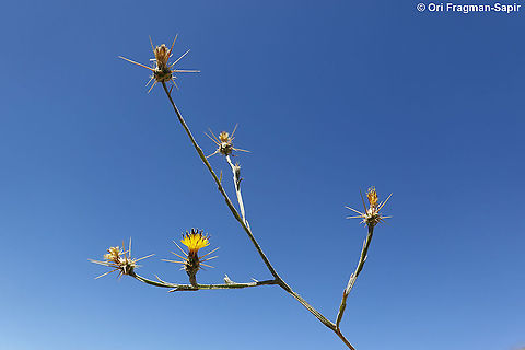 Centaurea solstitialis  Centaurea solstitialis,Geotagged,Spring,Yellow star-thistle