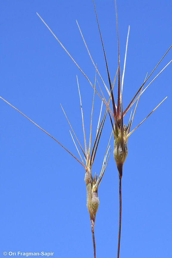 Aegilops biuncialis  Aegilops biuncialis,Geotagged,Spring